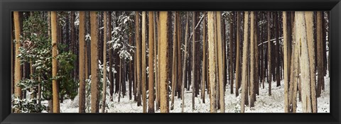 Framed Lodgepole Pines and Snow Grand Teton National Park WY Print