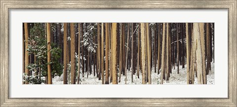 Framed Lodgepole Pines and Snow Grand Teton National Park WY Print