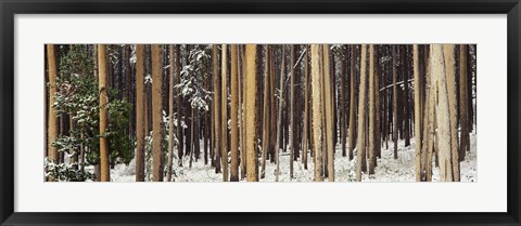 Framed Lodgepole Pines and Snow Grand Teton National Park WY Print