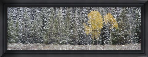 Framed Pine Trees In A Forest, Grand Teton National Park, Wyoming, USA Print
