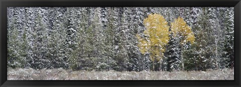 Framed Pine Trees In A Forest, Grand Teton National Park, Wyoming, USA Print