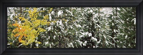 Framed Trees covered with snow, Grand Teton National Park, Wyoming, USA Print