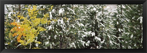 Framed Trees covered with snow, Grand Teton National Park, Wyoming, USA Print