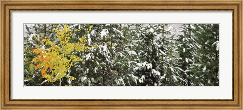 Framed Trees covered with snow, Grand Teton National Park, Wyoming, USA Print