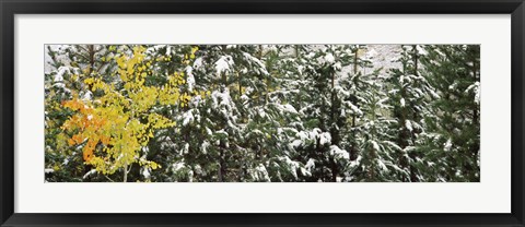 Framed Trees covered with snow, Grand Teton National Park, Wyoming, USA Print