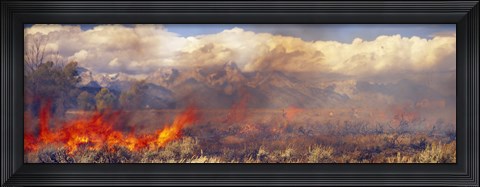 Framed Burning trees in a forest with mountain range in the background, Grand Teton, Grand Teton National Park, Wyoming, USA Print