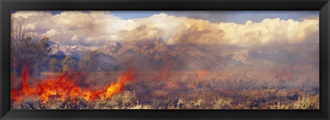 Framed Burning trees in a forest with mountain range in the background, Grand Teton, Grand Teton National Park, Wyoming, USA Print