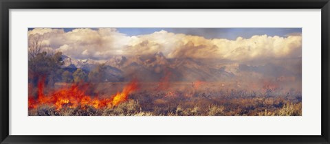 Framed Burning trees in a forest with mountain range in the background, Grand Teton, Grand Teton National Park, Wyoming, USA Print