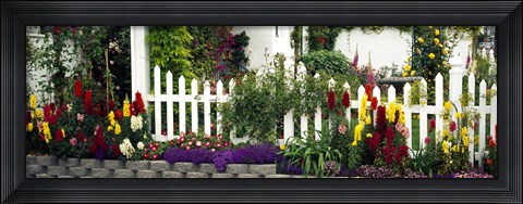 Framed Flowers and picket fence in a garden, La Jolla, San Diego, California, USA Print
