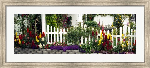 Framed Flowers and picket fence in a garden, La Jolla, San Diego, California, USA Print