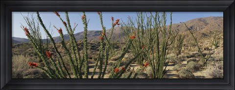 Framed Ocotillo Anza Borrego Desert State Park CA Print