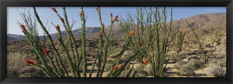 Framed Ocotillo Anza Borrego Desert State Park CA Print