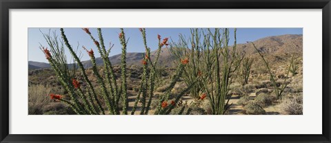 Framed Ocotillo Anza Borrego Desert State Park CA Print