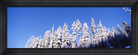 Framed Pine Trees in Winter, Oregon Print