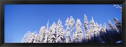 Framed Pine Trees in Winter, Oregon Print