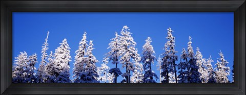 Framed Snow Covered Pine Trees, Oregon Print