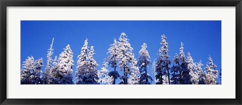 Framed Snow Covered Pine Trees, Oregon Print