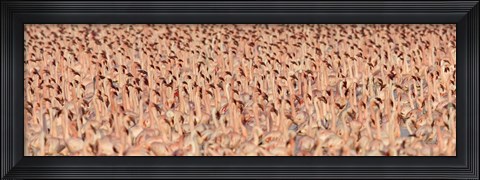 Framed Lesser flamingos Print