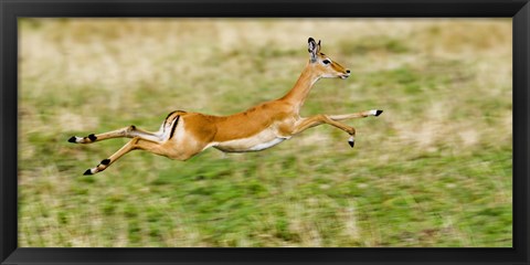 Framed Springbok leaping in a field Print
