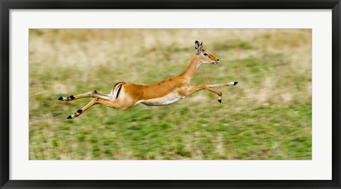 Framed Springbok leaping in a field Print