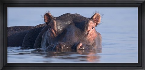 Framed Close-up of a hippopotamus submerged in water Print