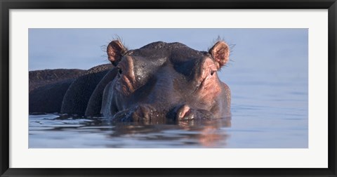 Framed Close-up of a hippopotamus submerged in water Print