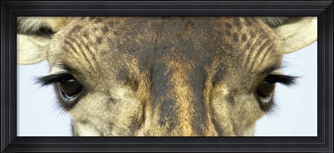 Framed Close-up of a Maasai giraffes eyes Print