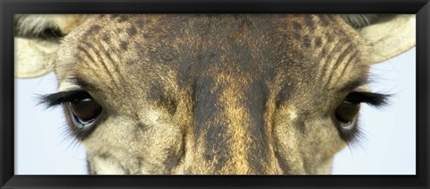 Framed Close-up of a Maasai giraffes eyes Print