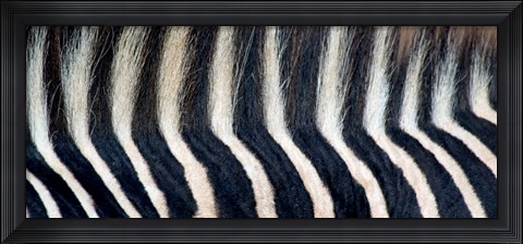 Framed Close-up of a Greveys zebra stripes and mane Print
