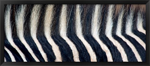 Framed Close-up of a Greveys zebra stripes and mane Print