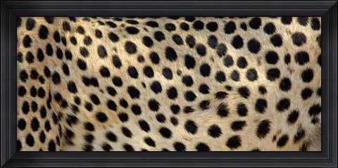Framed Close-up of the spots on a cheetah Print