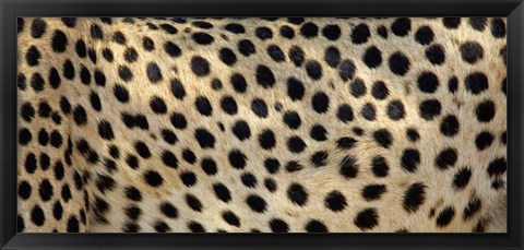 Framed Close-up of the spots on a cheetah Print