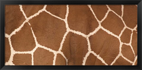 Framed Close-up of a reticulated giraffe markings Print