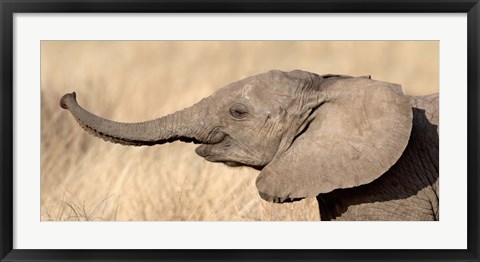 Framed Close-up of a African elephant calf at play Print
