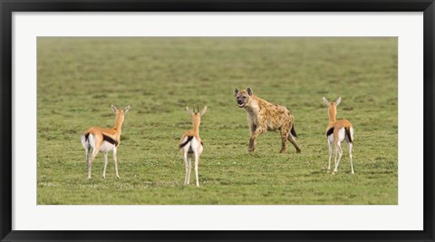 Framed Three Gazelle fawns (Gazella thomsoni) and a Spotted hyena (Crocuta crocuta) in a field, Ngorongoro Conservation Area, Tanzania Print