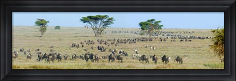 Framed Herd of wildebeest and zebras in a field, Ngorongoro Conservation Area, Arusha Region, Tanzania Print