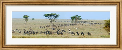 Framed Herd of wildebeest and zebras in a field, Ngorongoro Conservation Area, Arusha Region, Tanzania Print