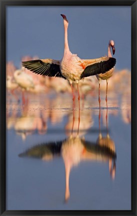 Framed Lesser flamingo wading in water, Lake Nakuru, Kenya (Phoenicopterus minor) Print
