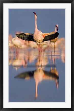 Framed Lesser flamingo wading in water, Lake Nakuru, Kenya (Phoenicopterus minor) Print
