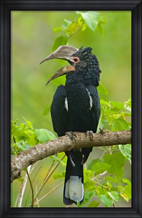 Framed Silvery-cheeked hornbill perching on a branch, Lake Manyara, Arusha Region, Tanzania Print