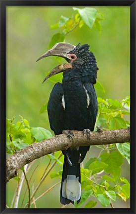 Framed Silvery-cheeked hornbill perching on a branch, Lake Manyara, Arusha Region, Tanzania Print