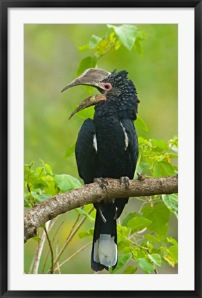 Framed Silvery-cheeked hornbill perching on a branch, Lake Manyara, Arusha Region, Tanzania Print