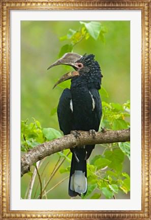 Framed Silvery-cheeked hornbill perching on a branch, Lake Manyara, Arusha Region, Tanzania Print