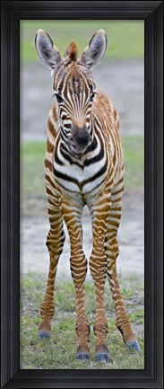 Framed Young zebra, Ngorongoro Conservation Area, Arusha Region, Tanzania Print