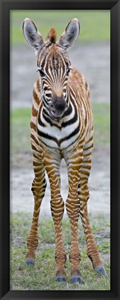 Framed Young zebra, Ngorongoro Conservation Area, Arusha Region, Tanzania Print