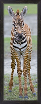 Framed Young zebra, Ngorongoro Conservation Area, Arusha Region, Tanzania Print