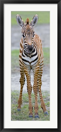 Framed Young zebra, Ngorongoro Conservation Area, Arusha Region, Tanzania Print