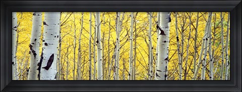 Framed Aspen trees in a forest Print