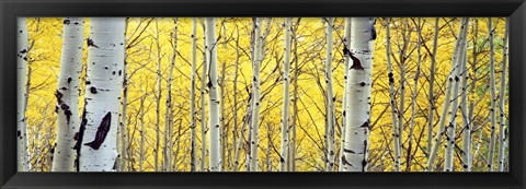 Framed Aspen trees in a forest Print