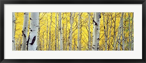 Framed Aspen trees in a forest Print